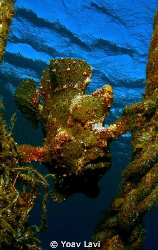 Frogfish by Yoav Lavi 
